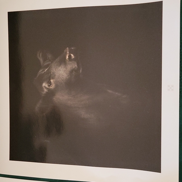 Purina Promotional  2 Photograph COW CALF Prints 12" x 12" - Picture 2 of 6